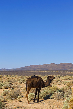 The road to Merzouga, Morocco, North Africa, Africa