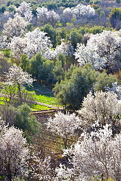 Almond blossom, El-Kelaa M'Gouna, Morocco, North Africa, Africa