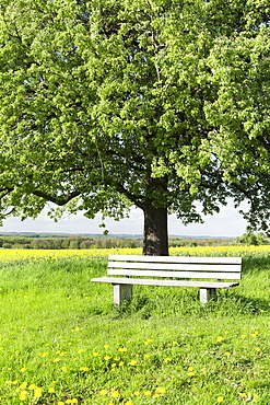 Bench beneath a tree, Frahlingswiese, Baden Wurttemberg, Germany, Europe