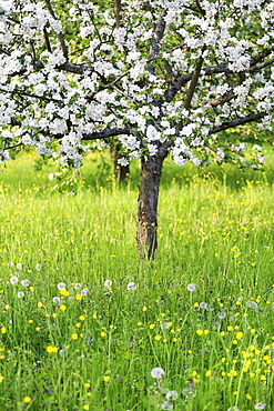 Blossoming apple tree, Baden Wurttemberg, Germany, Europe 