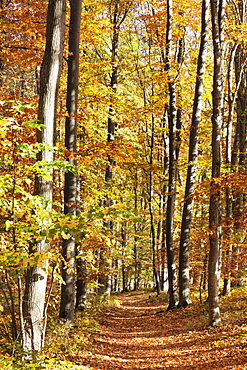 Path in a forest in autumn, Swabian Alb, Baden Wurttemberg, Germany, Europe 