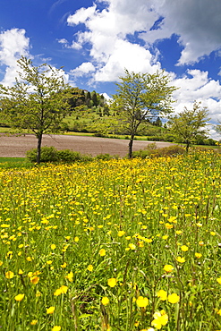 Tree alley and spring meadow at Salmendinger Kornbuhl mountain, Burladingen, Swabian Alb, Baden Wurttemberg, Germany, Europe 