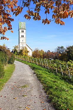 Path leading through vineyards to a church, Meersburg, Lake Constance (Bodensee), Baden Wurttemberg, Germany, Europe 