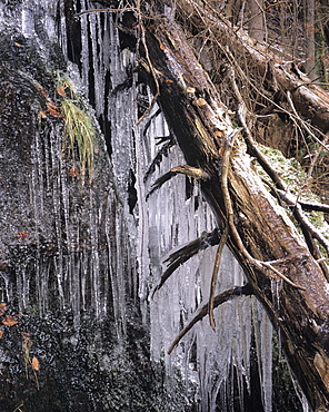 Icy tree, near Baiersbronn, Black Forest, Baden Wurttemberg, Germany, Europe