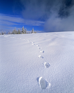 Foot steps in the snow, Kandel Mountain, Black Forest, Baden Wurttemberg, Germany, Europe