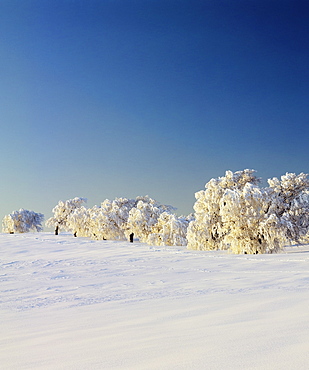 Snow-covered birch trees, Schauinsland Mountain, Black Forest, Baden Wurttemberg, Germany, Europe