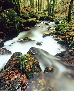 Hollbach creek, Hotzenwald forest, Black Forest, Baden Wurttemberg, Germany, Europe