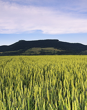 Corn field, Teckberg Mountain, Teck Castle, Kirchheim, Swabian Alb, Baden Wurttemberg, Germany, Europe