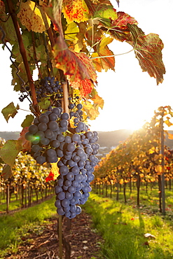 Vineyards with red wine grapes in autumn at sunset, Esslingen, Baden Wurttemberg, Germany, Europe