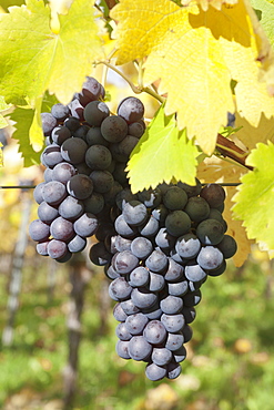 Red wine grapes in autumn, Uhlbach, Stuttgart, Baden Wurttemberg, Germany, Europe