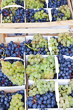 Blue and white wine grapes at a market stall, weekly market, market place, Esslingen, Baden Wurttemberg, Germany, Europe