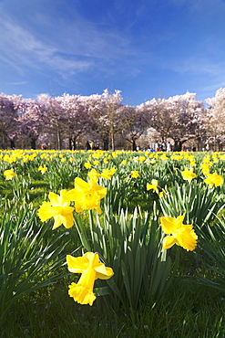 Cherry blossom and narcissi blossom, Palace garden, Schloss Schwetzingen Palace, Schwetzingen, Baden Wurttemberg, Germany, Europe