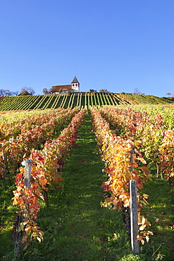 Vineyards at Michaelsberg Mountain with Michaelskirche Church, Cleebronn, Zabergau, Heilbronn District, Baden Wurttemberg, Germany, Europe