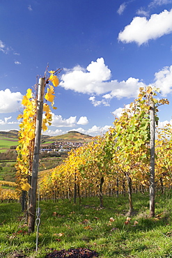 Vineyards in autumn, Oberstenfeld, Ludwigsburg District, Baden Wurttemberg, Germany, Europe