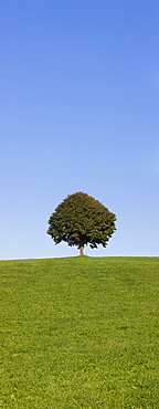 Single tree on a hill, Allgau, Swabia, Baden Wurttemberg, Germany, Europe