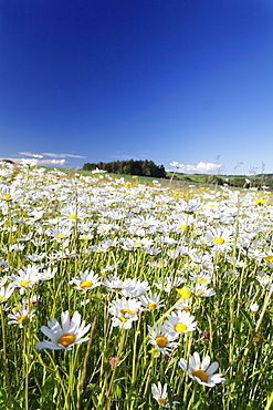 Flower meadow with marguerites (Leucanthemum vulgare), Baden Wurttemberg, Germany, Europe