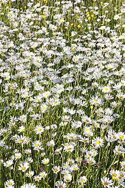 Flower meadow with marguerites (Leucanthemum vulgare), Baden Wurttemberg, Germany, Europe