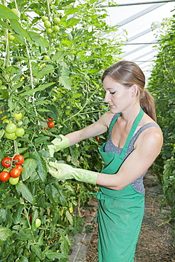 Young woman picking tomatoes in a greenhouse, Esslingen, Baden Wurttemberg, Germany, Europe