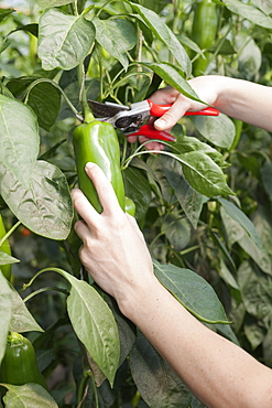 Young woman picking green peppers in a greenhouse, Esslingen, Baden Wurttemberg, Germany, Europe