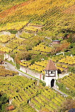 Vineyards in autumn, Esslingen, Baden Wurttemberg, Germany, Europe