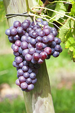 Red wine grapes, Uhlbach, Baden Wurttemberg, Germany, Europe