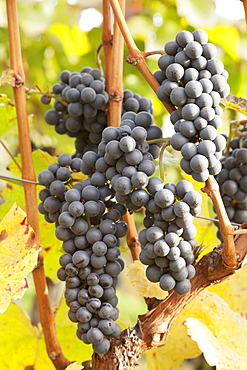 Red wine grapes, autumn, Uhlbach, Baden Wurttemberg, Germany, Europe