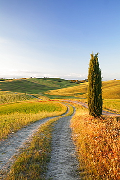 Tuscan landscape with cypress tree, near San Quirico, Val d'Orcia (Orcia Valley), UNESCO World Heritage Site, Siena Province, Tuscany, Italy, Europe