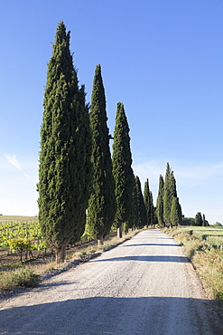 Alley of cypress trees, near Pienza, Val d'Orcia (Orcia Valley), UNESCO World Heritage Site, Siena Province, Tuscany, Italy, Europe