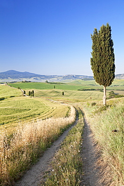 Tuscan landscape with cypress trees, near Pienza, Val d'Orcia (Orcia Valley), UNESCO World Heritage Site, Siena Province, Tuscany, Italy, Europe