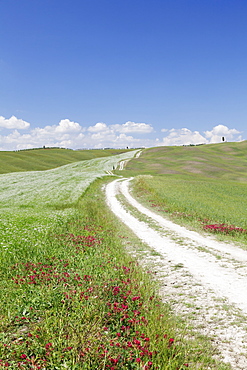 Path through Tuscan landscape. near San Quirico, Val d'Orcia (Orcia Valley), UNESCO World Heritage Site, Siena Province, Tuscany, Italy, Europe