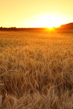 Cornfield in summer at sunset, Swabian Alps, Baden-Wurttemberg, Germany, Europe