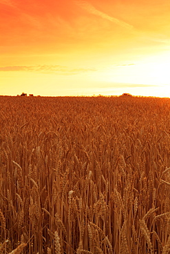 Cornfield in summer at sunset, Swabian Alps, Baden-Wurttemberg, Germany, Europe