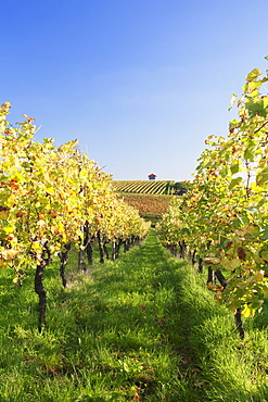 Cottage in vineyards in autumn, Uhlbach, Baden-Wurttemberg, Germany, Europe