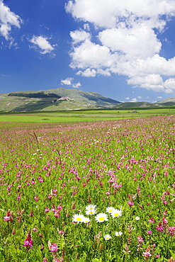 Field of wildflowers, Castelluccio di Norcia, Piano Grande, Monti Sibillini National Park, Perigua District, Umbria, Italy, Europe