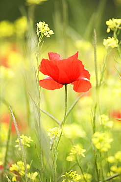 Single poppy in a field of wildflowers, Val d'Orcia, Province Siena, Tuscany, Italy, Europe