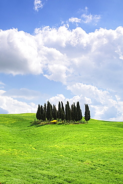 Group of cypress trees near San Quirico, Val d'Orcia, UNESCO World Heritage Site, Province Siena, Tuscany, Italy, Europe