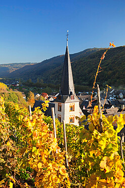 Church tower and vineyards in autumn, Ediger-Eller, Moselle Valley, Rhineland-Palatinate, Germany, Europe