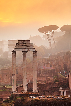 Roman Forum  (Foro Romano) at sunrise, UNESCO World Heritage Site, Rome, Lazio, Italy, Europe