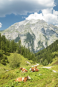 Cows at Binselalm alp in Karwendel Mountains Nature Reserve, Tyrol, Austria, Europe