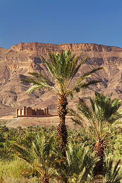 Tamnougalt Kasbah, Draa Valley, Atlas Mountains, Morocco, North Africa, Africa