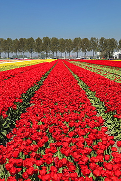 Field of tulips in spring, South Holland, Netherlands, Europe