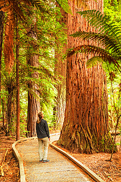 The Redwoods in Whakarewarewa Forest, Rotorua, Bay of Plenty, North Island, New Zealand, Pacific