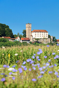 Guttenberg Castle near Gundelsheim, Neckartal Valley, Baden-Wurttemberg, Germany, Europe