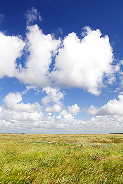 Salt meadow (salt marshes), Westerhever, Wadden Sea National Park, Eiderstedt Peninsula, Schleswig Holstein, Germany, Europe