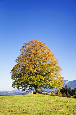 Single tree in Prealps landscape in autumn, Fussen, Ostallgau, Allgau, Allgau Alps, Bavaria, Germany, Europe