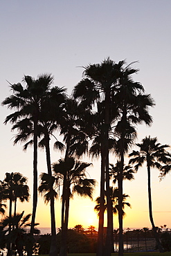 Palm trees at sunset, Playa de Los Amadores, Gran Canaria, Canary Islands, Spain, Atlantic, Europe