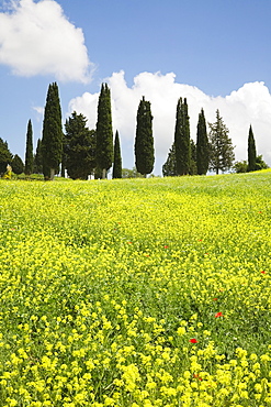 Meadow with wildflowers and cypresses, Orcia Valley (Val d'Orcia) near Pienza, Siena Region, Tuscany, Italy, Europe