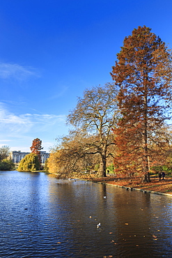 St. James's Park, with view across lake to Buckingham Palace, sunny late autumn, Whitehall, London, England, United Kingdom, Europe