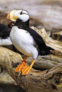 Puffin, Alaska Sealife Centre, Coldwater Marine Science Facility, Seward, Resurrection Bay, Kenai Peninsula, Alaska, United States of America, North America