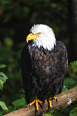 Bald wagle (Haliaeetus leucocephalus) portrait, Alaska Raptor Rehabilitation Center, Sitka, Baranof Island, Alaska, United States of America, North America